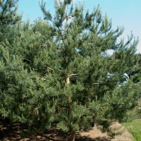 Scots Pine